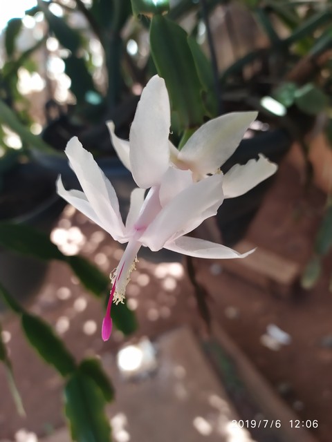 Flores da Mariola