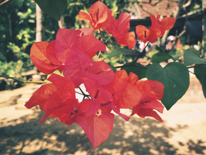 flower