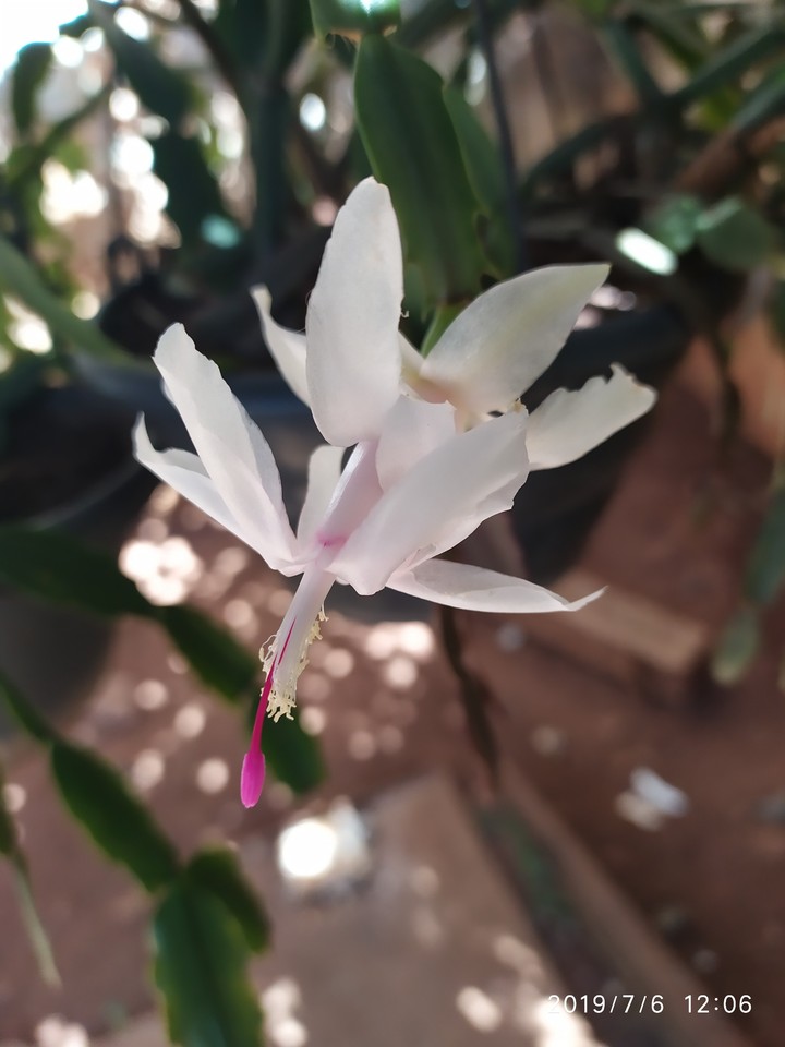 Flores da Mariola