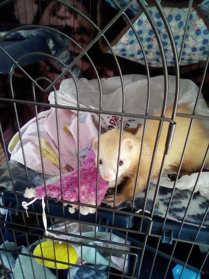 ferret