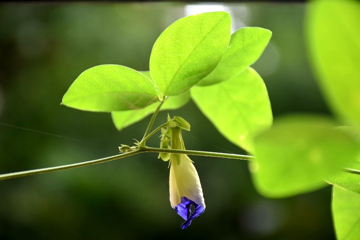 love the nature