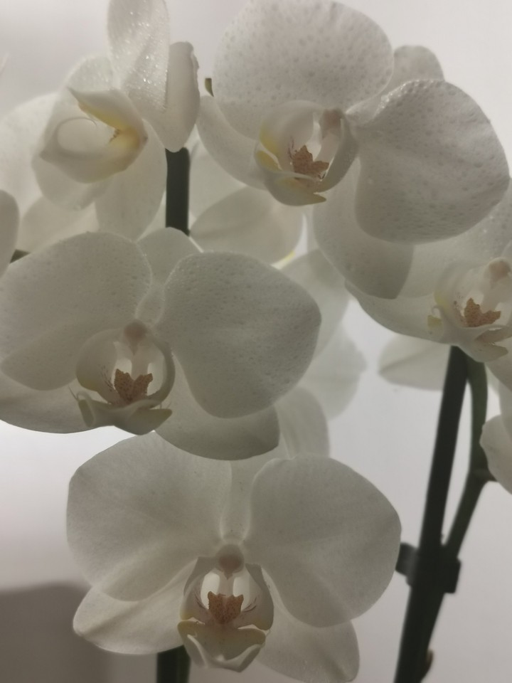 orchids