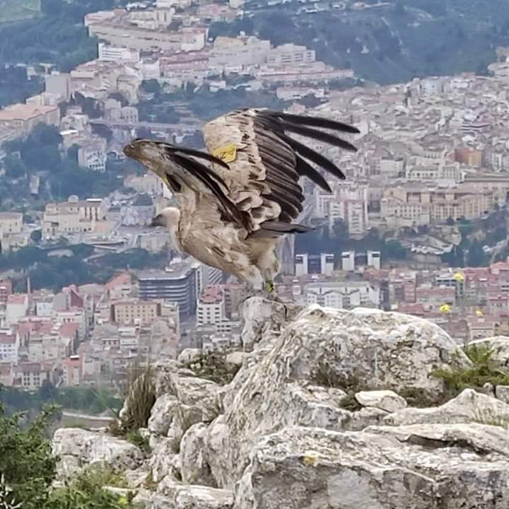 vulture