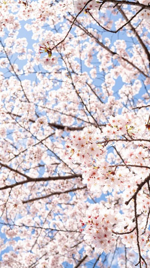 fonds d'écran pink, prunus