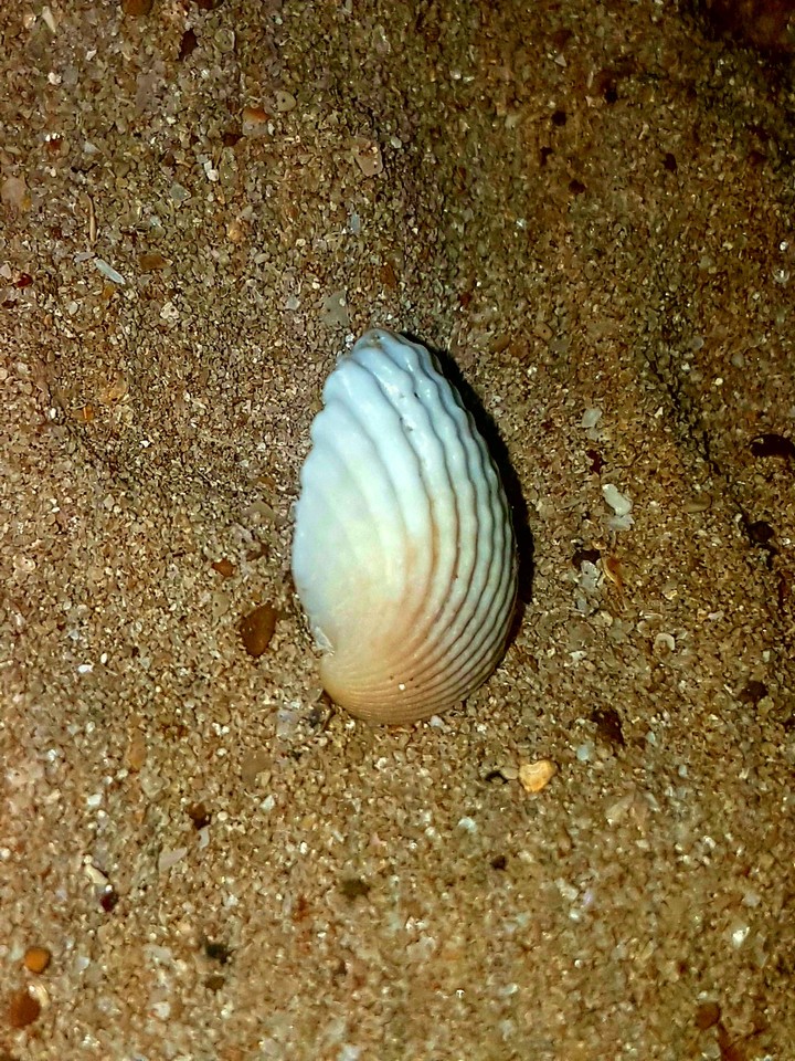 Shell