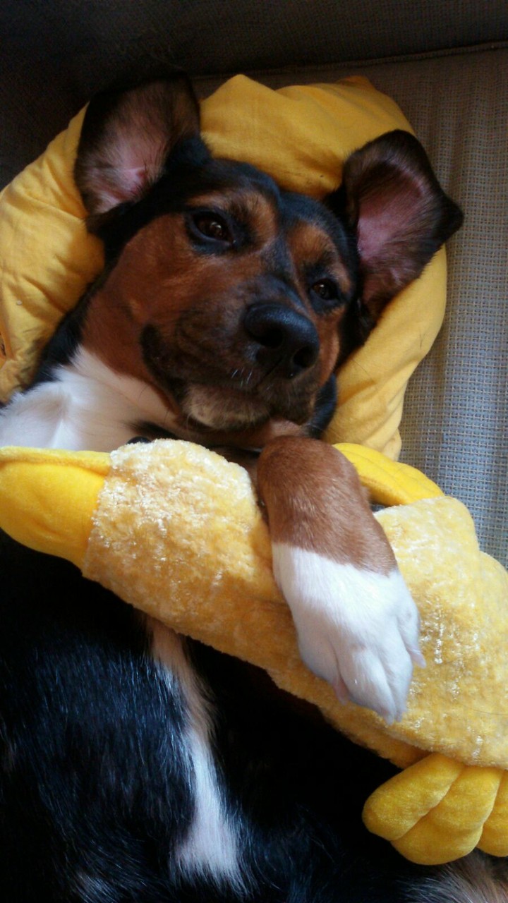 Roky