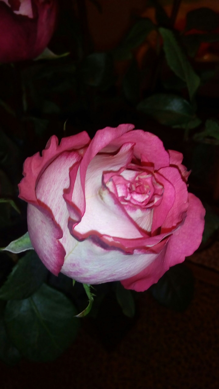 rose