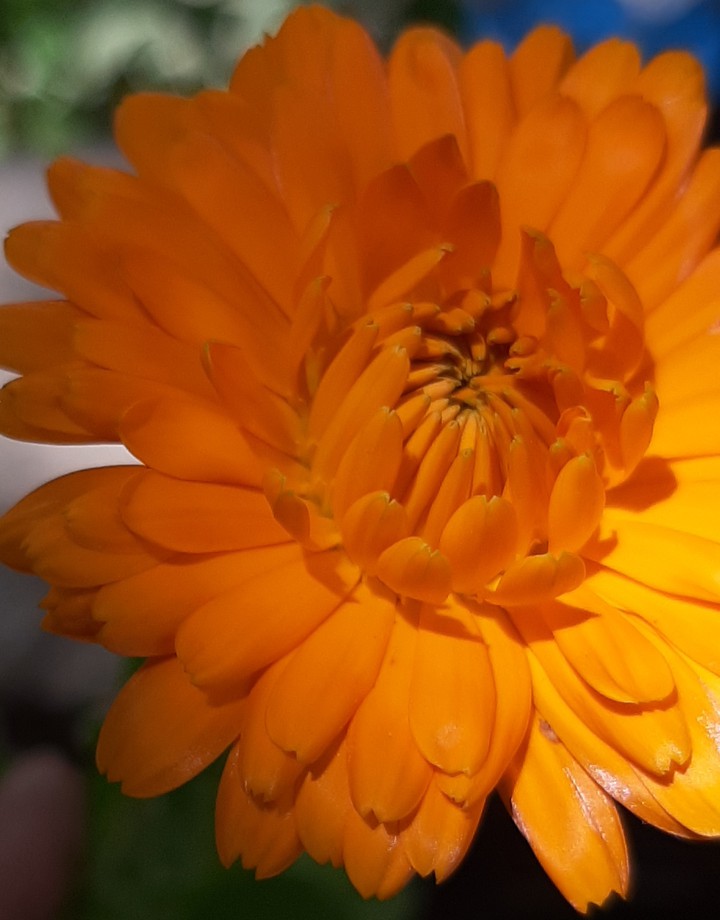 fleurs