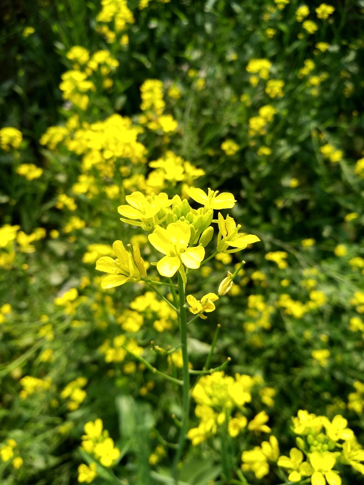 mustard