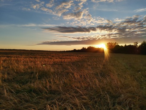 Rye