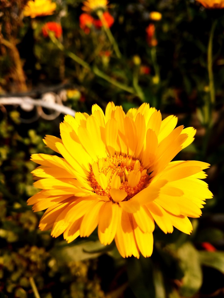 Marigold