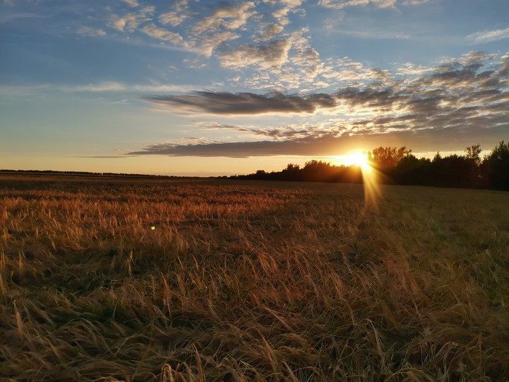 Rye