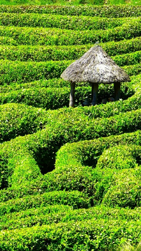 Tea Garden