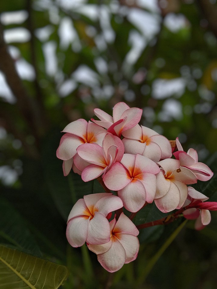 Pinky flower