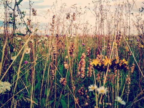 summer field