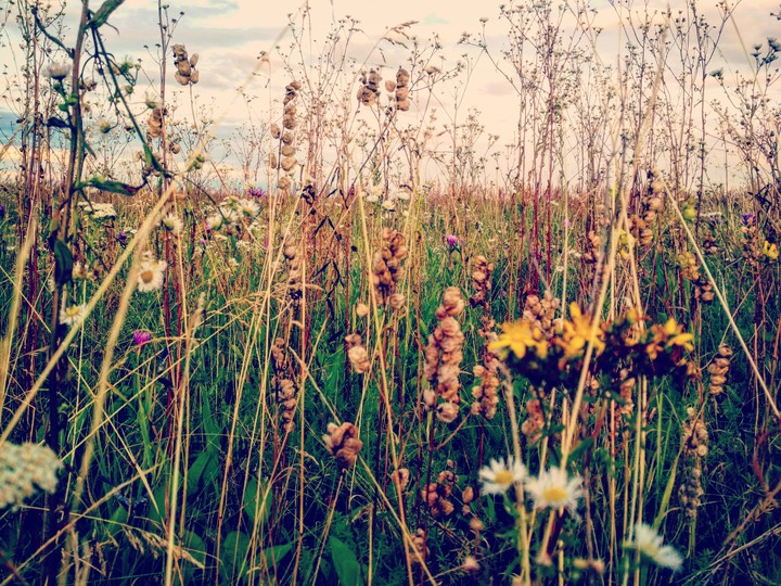 summer field