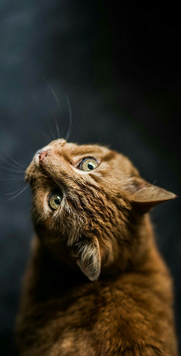 котик