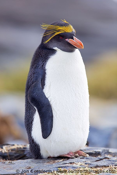 Macaroni Penguin