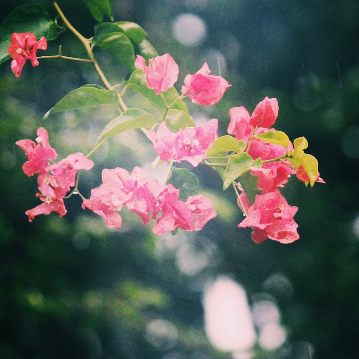 flowers in the rain