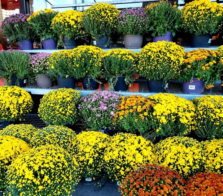 Flower stand at the supermarket