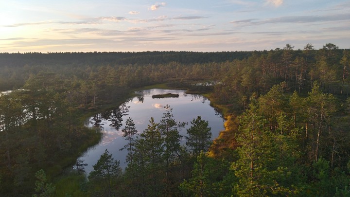 peat-bog in Estonia national park