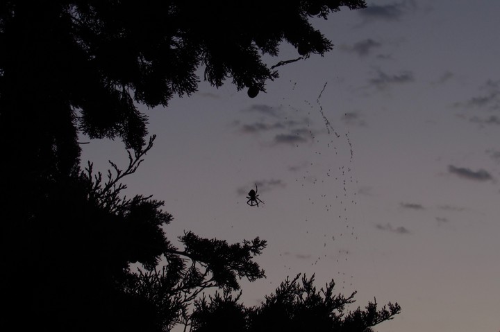 spider