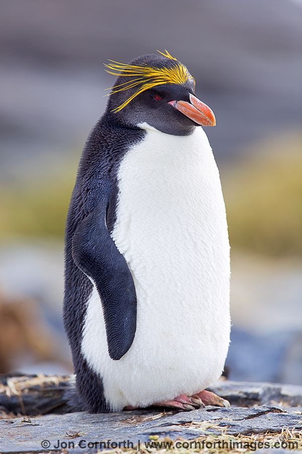 Macaroni Penguin