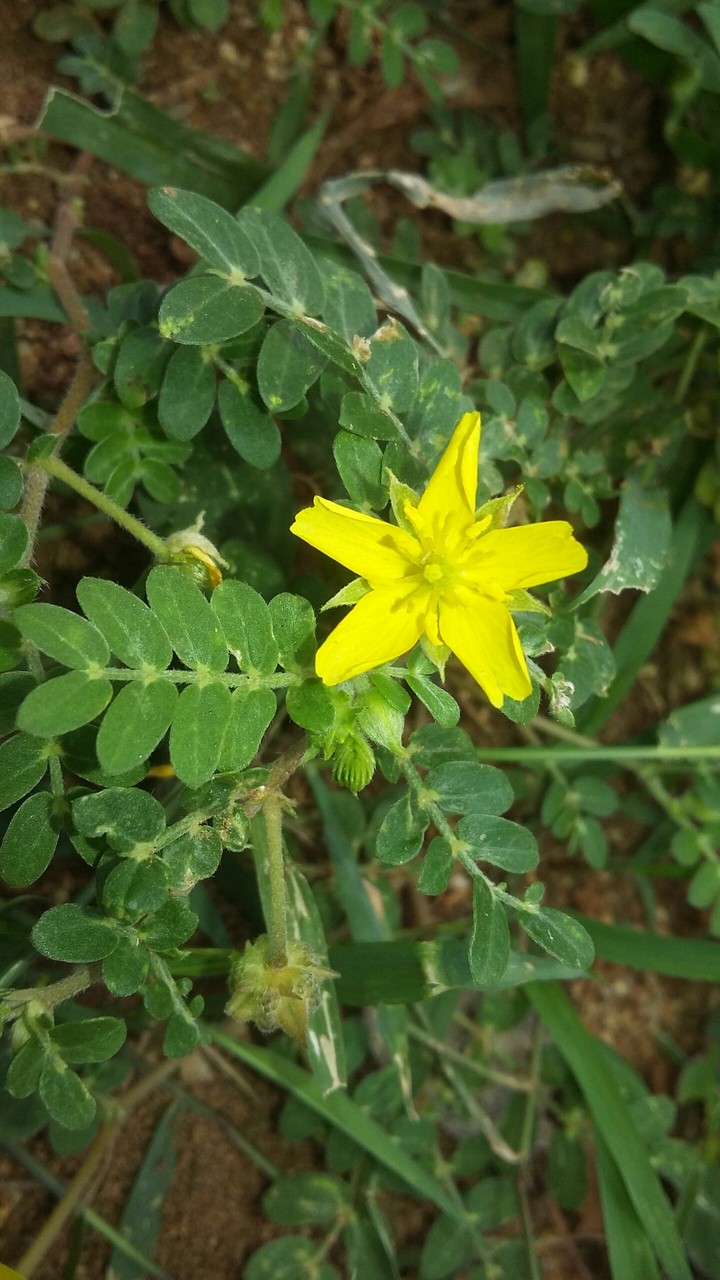 Best flower