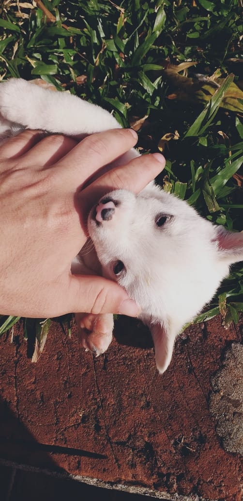 puppy