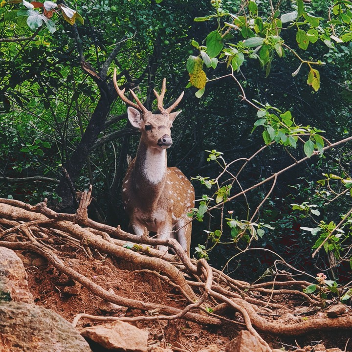 deer in the woods