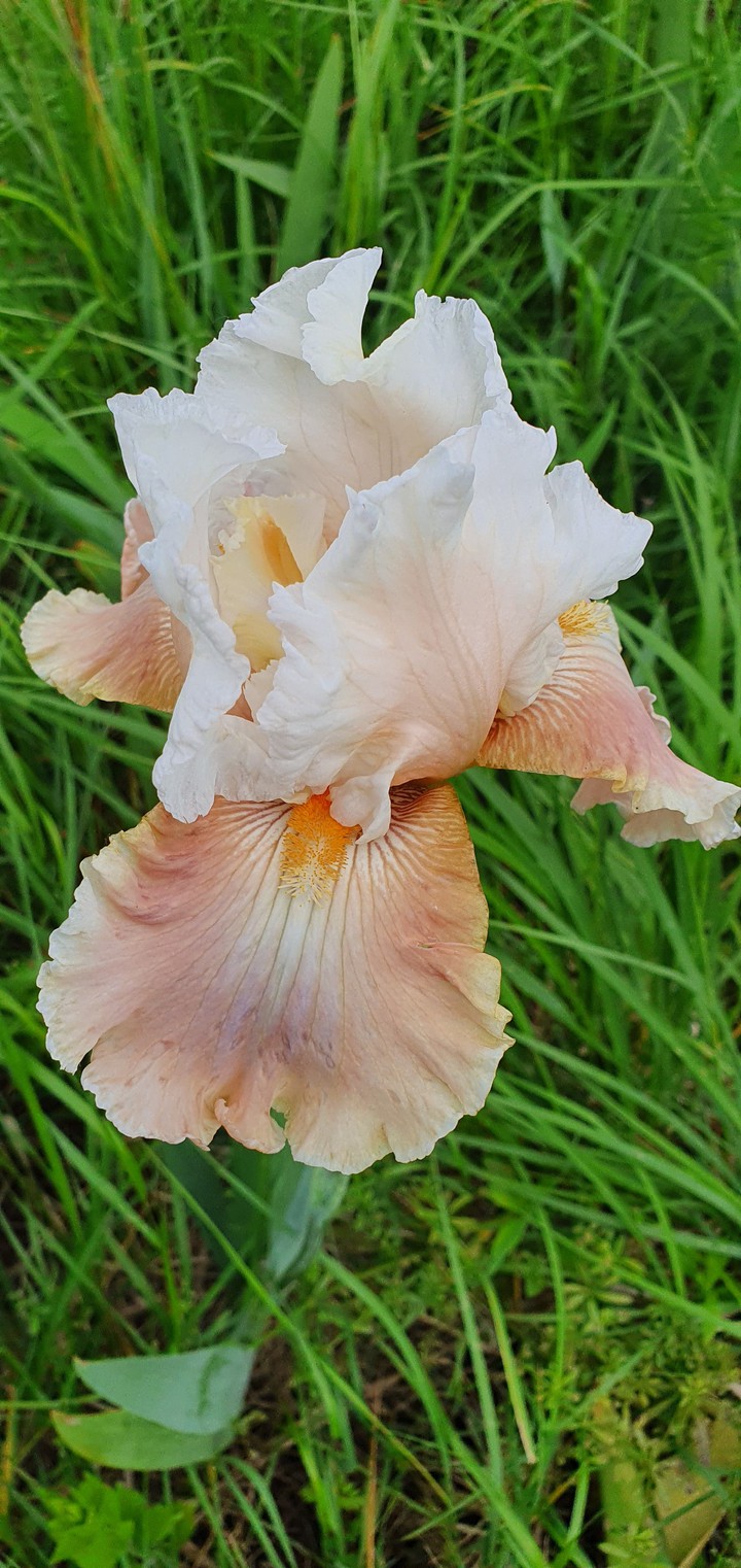 iris