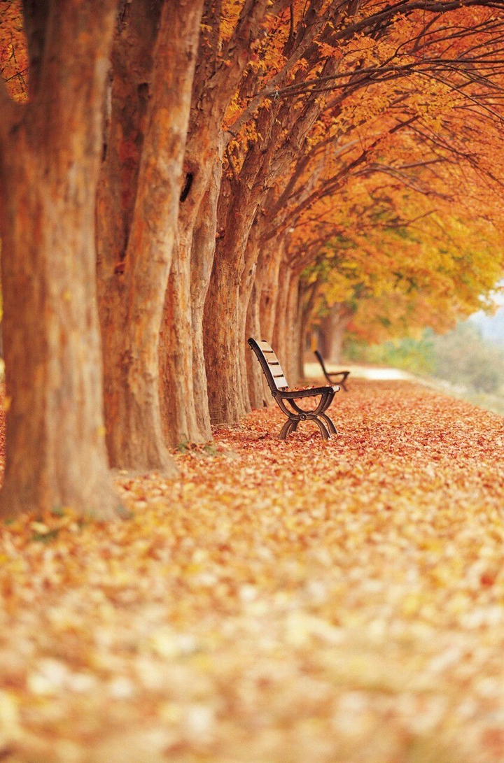 Lonley Looking Benches
