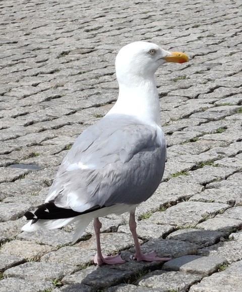 רקעים seabird, Neck