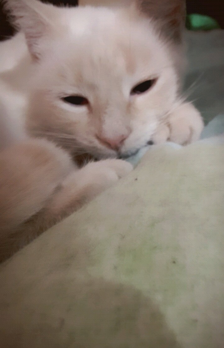 Duchessa