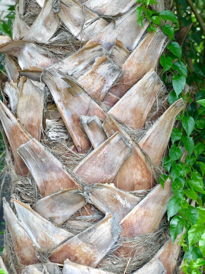 palms