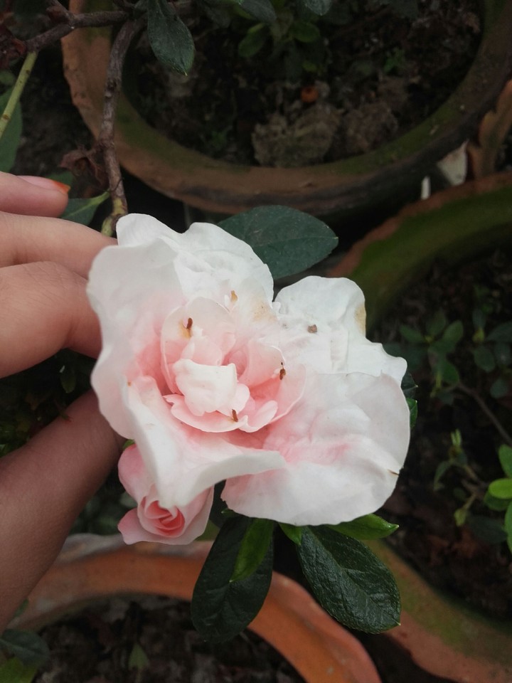 Rose❤