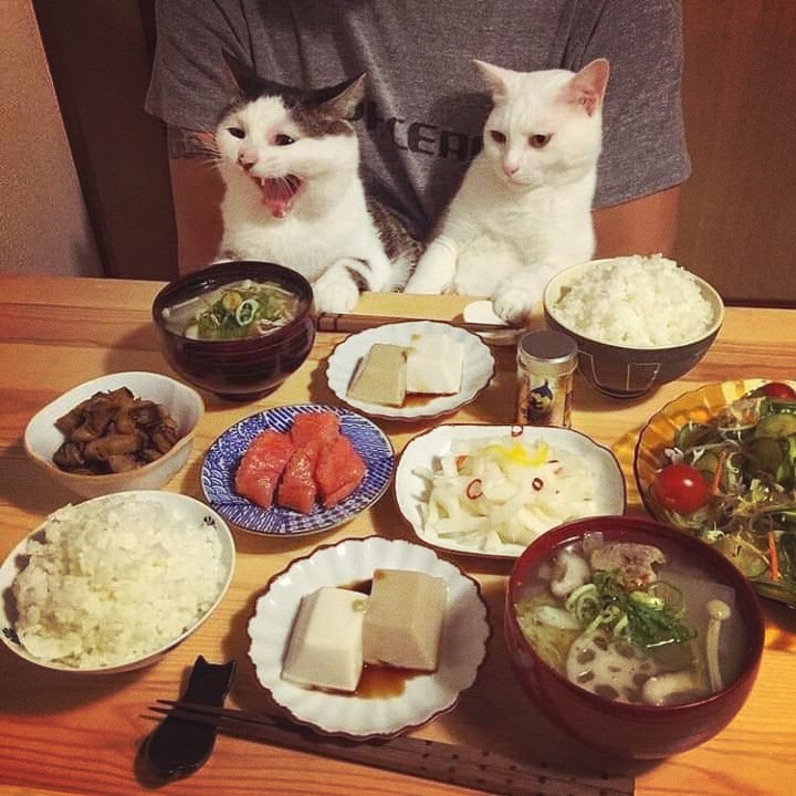 CAT_sama