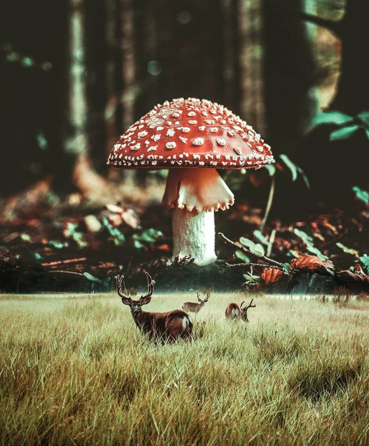 Mushroom