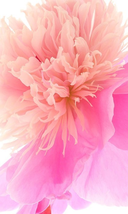 pink flowers