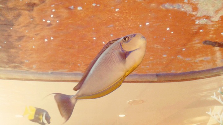 Fish