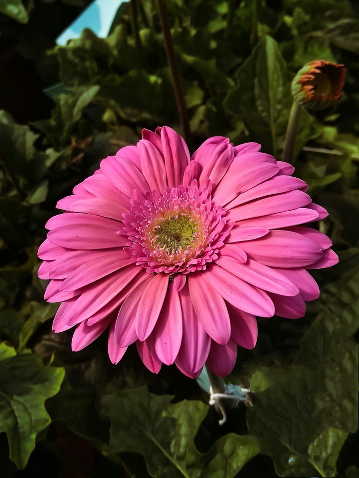 #sunflower