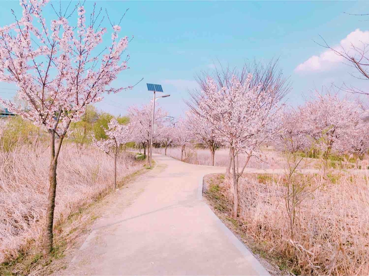 벚꽃