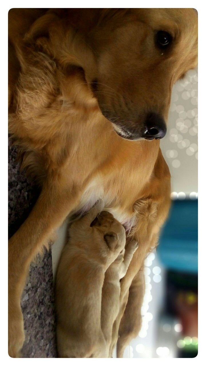 Luna and puppies