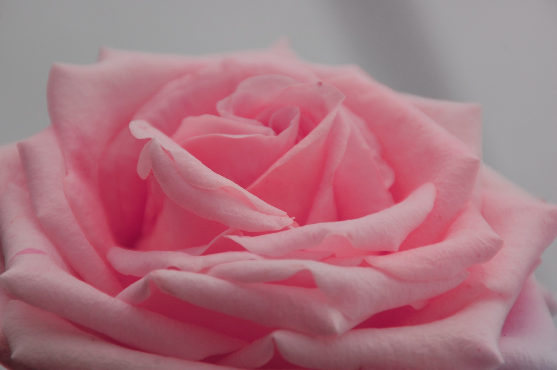 Pink Rose
