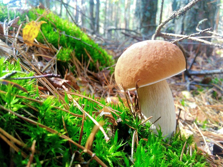 Autumn forest walk