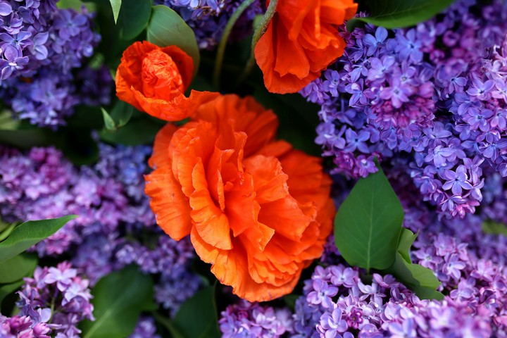 Lilac