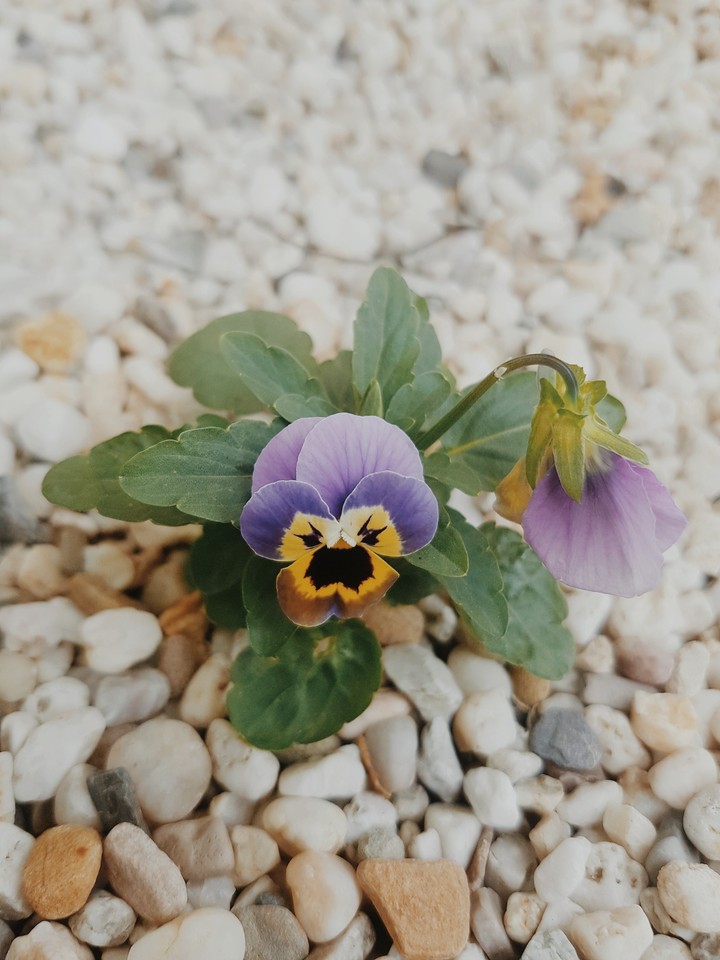 viola