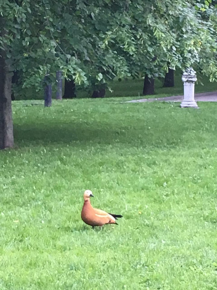 утка
