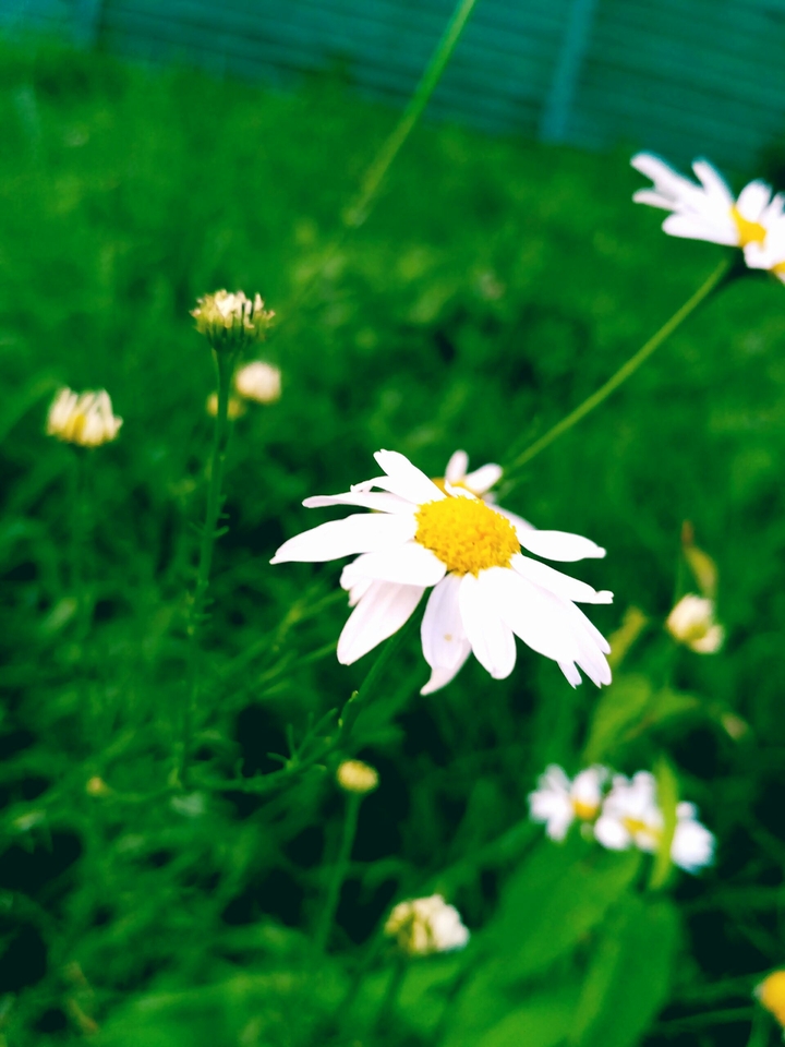 Chamomile