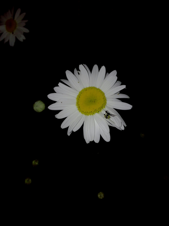 a spider on the daisy